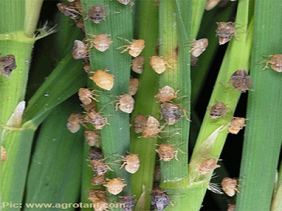 Hama Hilang Petani Senang