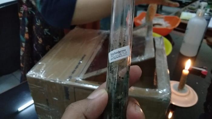 Pertumbuhan Jamur Trichoderma Sp. Pada Media Padat