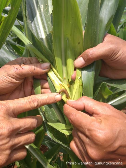 Upaya Pemberantasan Ulat grayak Spodoptera frugiperda di Kecamatan Gunungkencana