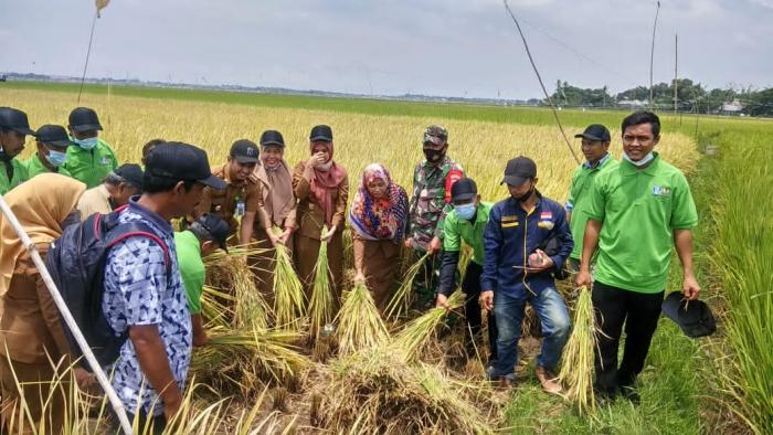 Panen Hasil Teknologi Budidaya Padi Sl-demfarm Metode Hazton   Di Kel.samata Kecamatan Sombaopu Kabupaten Gowa 2020