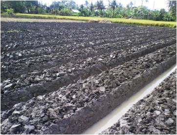 Mengoptimalkan Hasil Panen Padi Sawah
