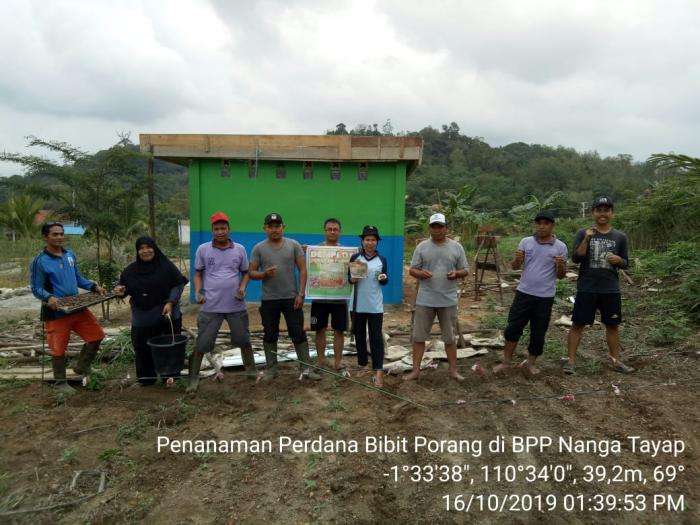 PORANG, TUMBUHAN LIAR YANG SEDANG NAIK DAUN