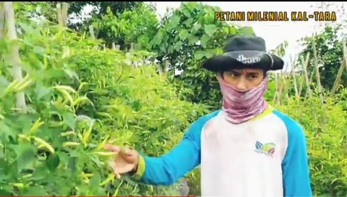 Mengenal Petani Millenial Di Kelurahan Selisun Kecamatan Nunukan Selatan