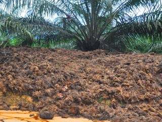 BETERNAK AYAM KAMPUNG BEBAS BAU