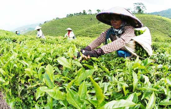 MENGENAL BERAS ANALOG  SEBAGAI ALTERNATIF PENGGANTI BERAS BIASA