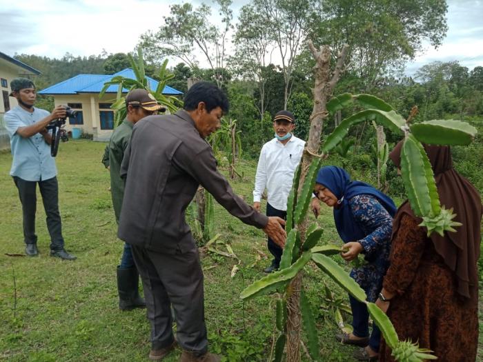 Bpp Ketapang   Hijaukan Perkarangan  Dengan  Buah Naga 