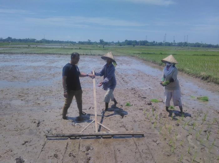 Manfaat Dan Kelemahan Sistem Jajar Legowo