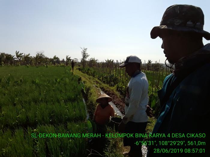 PEMUPUKAN BERIMBANG PADA TANAMAN BAWANG MERAH KELOMPOK BINA KARYA-4 DESA CIKASO  KECAMATAN KRAMATMULYA