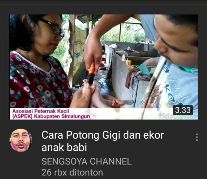 Manfaat Potong Gigi Dan Ekor Pada Anak Babi (Penulis: Jupri S. Banurea, S.pt)