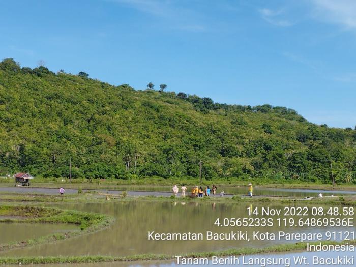 Tanam Padi Dengan Sistem Tabela (Tabur Benih Langsung) Kota Parepare MT 2022/2023