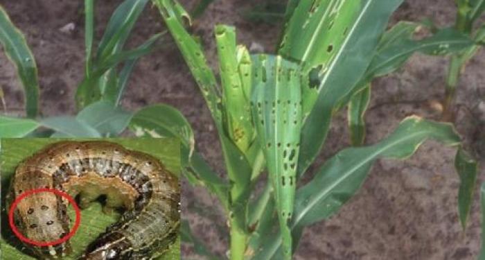 MENGGUNAKAN  MULSA PLASTIK HITAM PERAK DAPAT MENINGKATKAN PRODUKSI TANAMAN SAYURAN