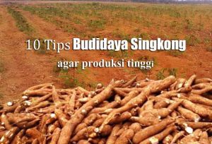 10 Tips Dan Cara Meningkatkan Produksi Singkong
