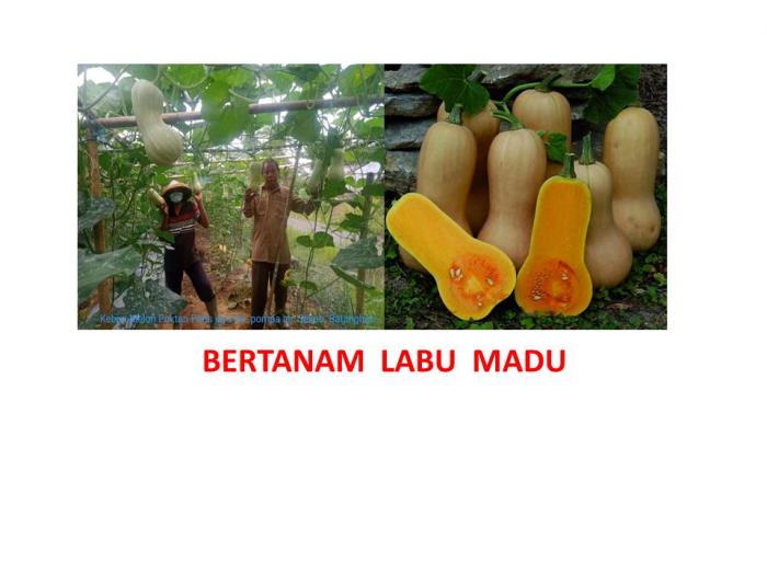  Bertanam  Labu  Madu (butternut pumpkin)