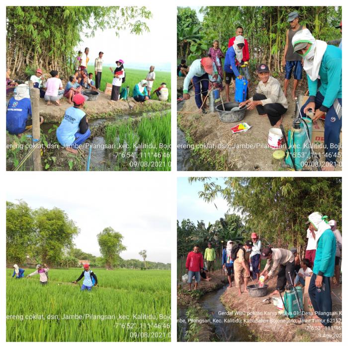 PENGAMATAN SEJAK DINI, KENDALIKAN POPULASI, AMANKAN PRODUKSI