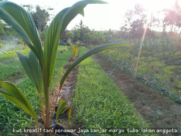 PEMANFAATAN LAHAN PEKARANGAN AGAR LEBIH PRODUKTIF