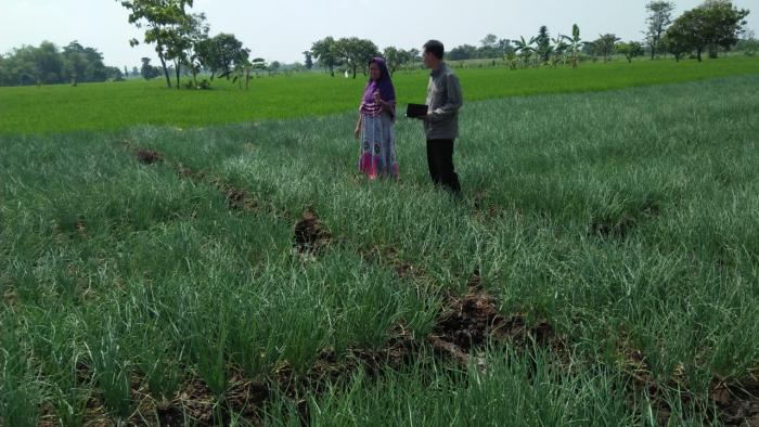MENGGALI POTENSI BARU DENGAN BUDIDAYA BAWANG MERAH DI DESA KEDEMUNGAN KECAMATAN KEJAYAN