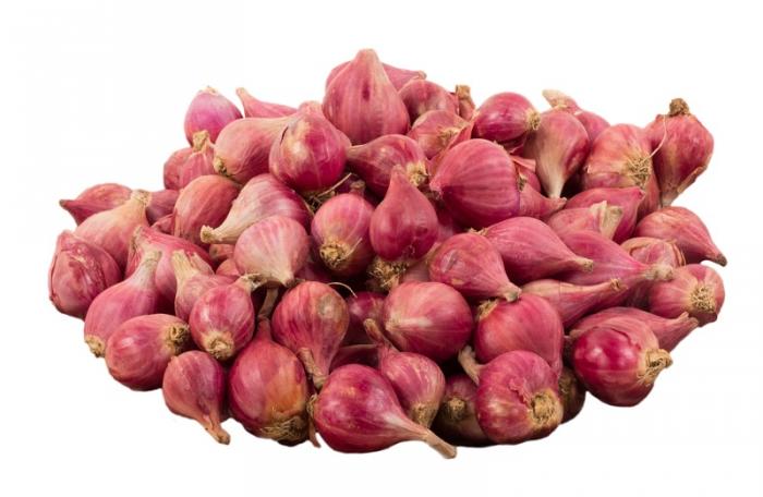 Membuat ZPT dari bawang Merah