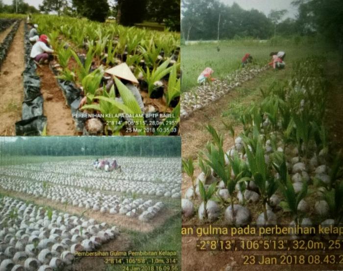 Budidaya Kelapa Dalam