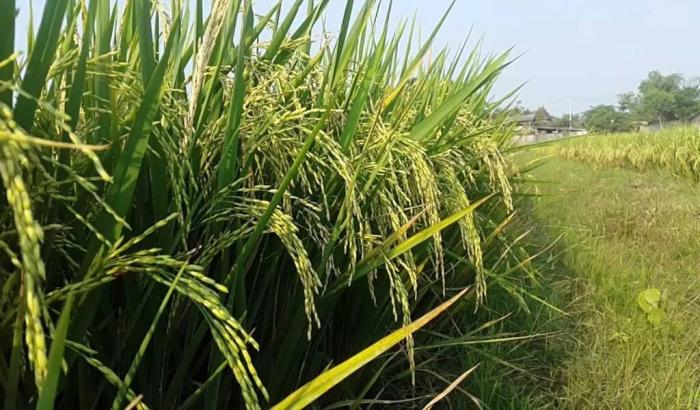 Efisiensi Pemupukan Nitrogen Pada Tanaman Padi