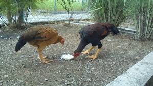 Pemilihan Bibit Ayam Buras