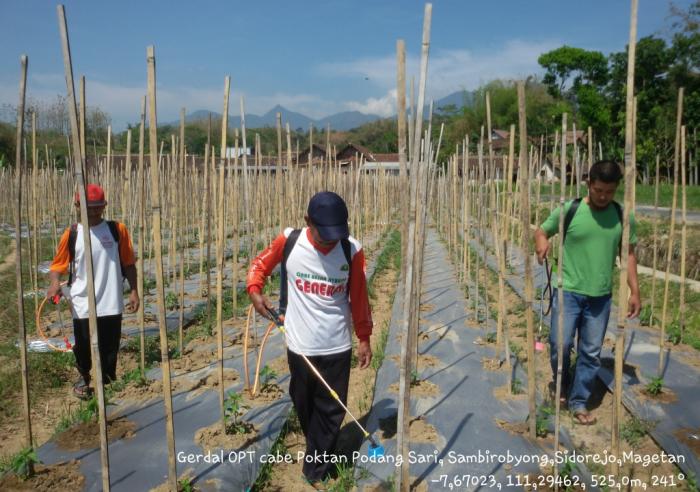  GERAKAN PENGENDALIAN OPT TANAMAN CABAI RAWIT DI KELOMPOK TANI PODANG SARI
