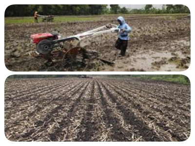 MENGENAL SISTEM OLAH TANAH UNTUK SAWAH TADAH HUJAN