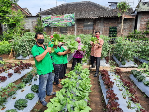 Panen Ã¢â‚¬Å“SelaÃ¢â‚¬Â Sayuran di Kelompok P2L Sari Makmur, Kadisperpa Kota Magelang Dorong Pengembangan Pertanian Pekarangan