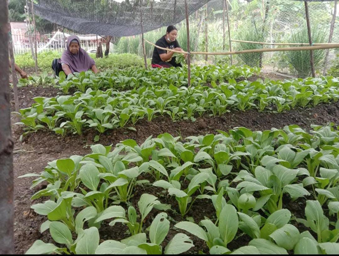 Sayuran Pakcoy di KWT Maju Jaya