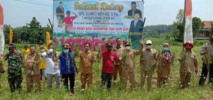 Pesta Panen Raya Bawang Merah Kelompok Tani Asem Jaya