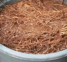 Fungsi Pgpr Dan Cara Membuatnya