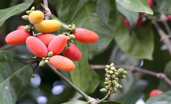 Dengan Varietas Jagung Unggul, Hasil Panen Menguntungkan