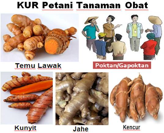 MENINGKATKAN  DAYA SAING TANAMAN OBAT  MELALUI KUR DAN SERTIFIKASI