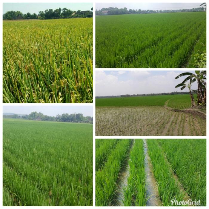 PENINGKATAN PRODUKSI PADI DENGAN DENGAN PENAMBAHAN POPULASI (JAJAR LEGOWO )