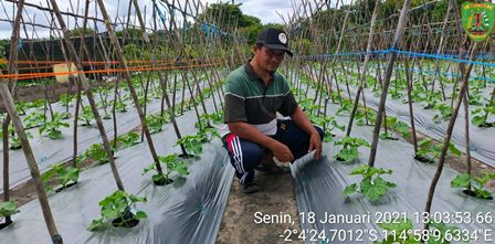 profil petani hortikultura dari kelompok tani sabar subur desa trans siong kecamatan PAJU EPAT bapak Seno aji