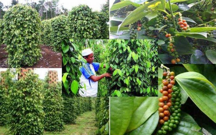 Mengembangkan Kompetensi Petani Lada