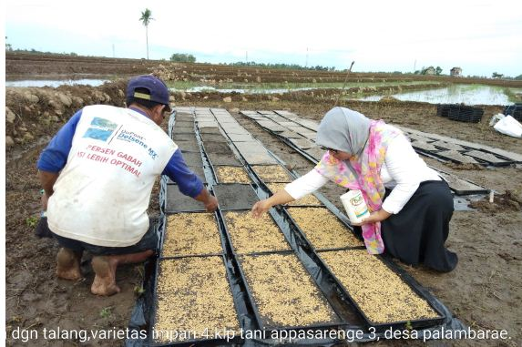 SEMAI PADI PAKE TALANG ????