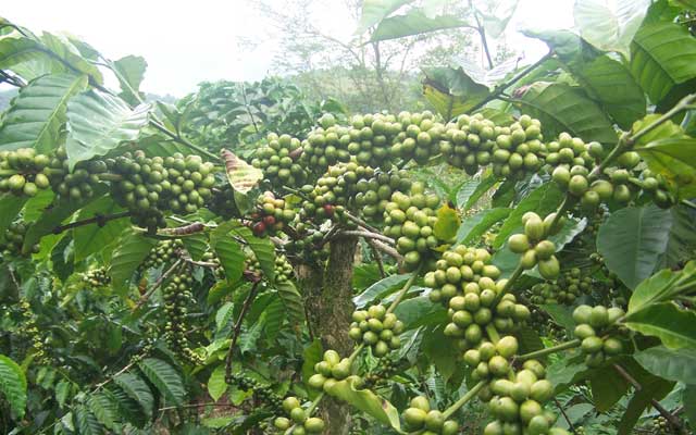 Perbanyakan Tanaman Kopi   Dengan Biji