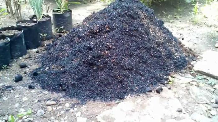 MEMBUAT MEDIA TANAM SAYURAN DALAM POLYBAG (Elsye Pelealu, SP Penyuluh Pertanian Kota Manado)