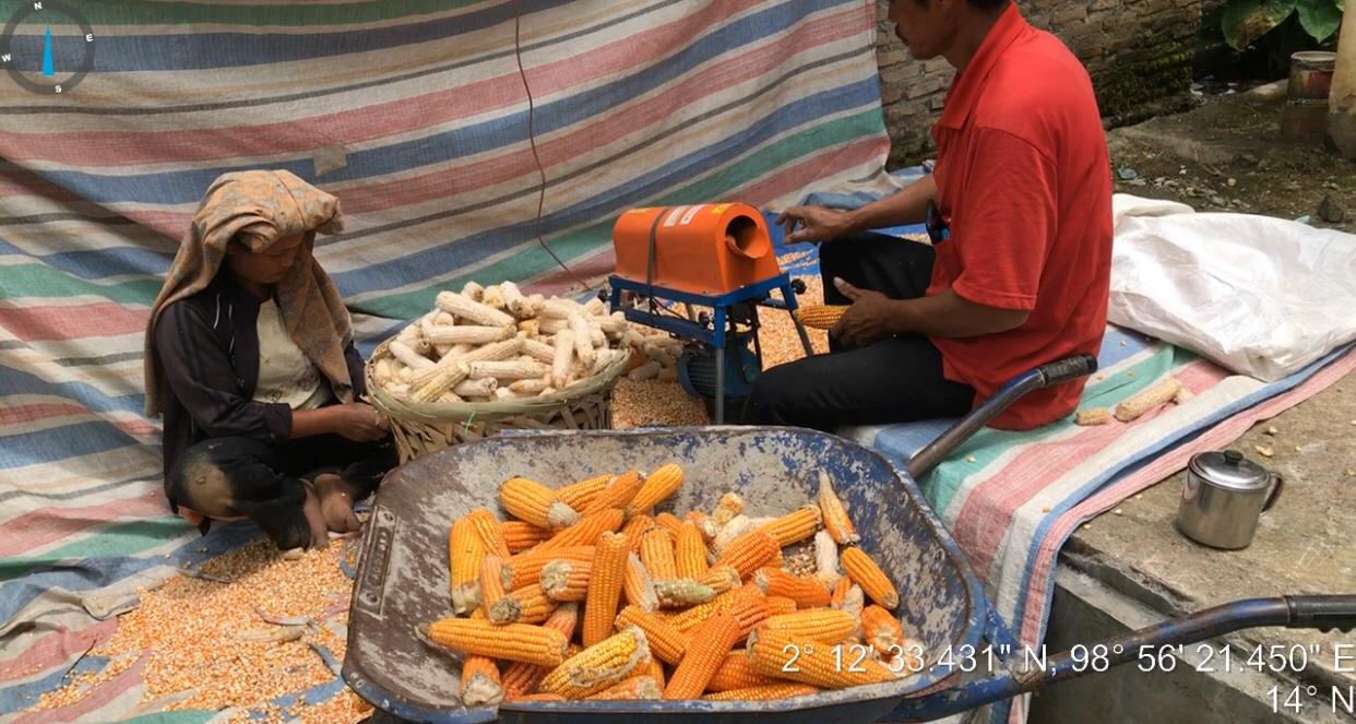 pascapanen jagung