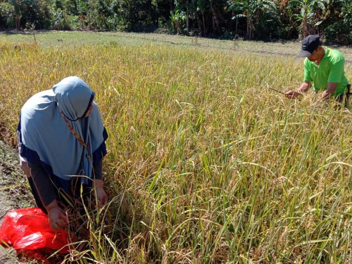 Pengambilan Ubinan Padi di Poktan Abulosibatang Kel.Gantarangkeke Kec.Gantarangkeke Kab. Bantaeng