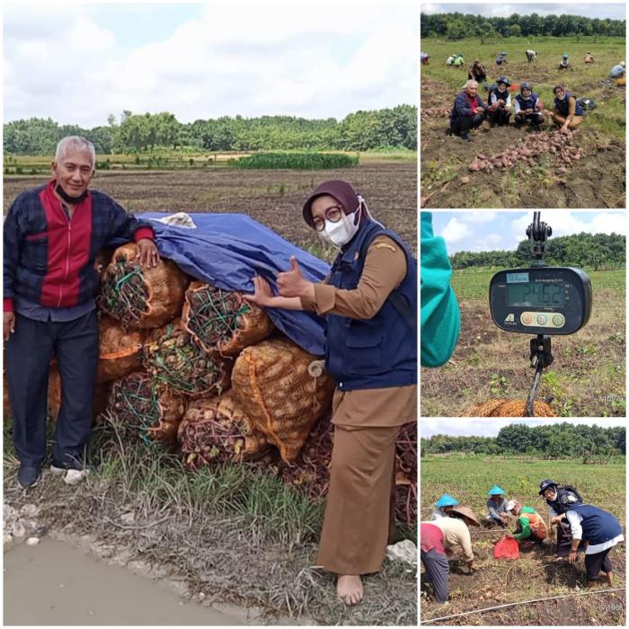 PENGUBINAN UBI JALAR (Ipomoea batatas .L) SUMBER PANGAN LOKAL PETANI KANTEN TRUCUK