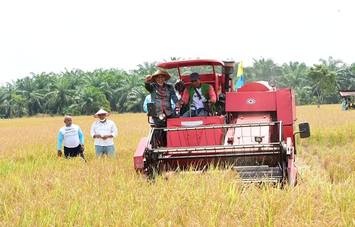 PANEN PADI BERSAMA DI SIAK KECIL KABUPATEN BENGKALIS