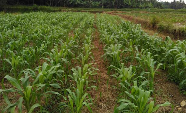 Dampingilah Petani Dalam Berusaha Tani Sorghum