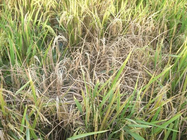 Pengendali Hama Tikus Pada Sawah