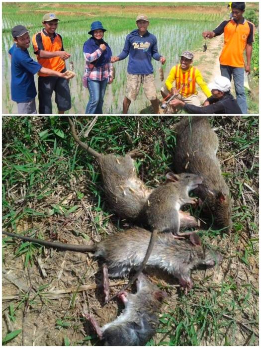 PENGENDALIAN HAMA TIKUS TERPADU