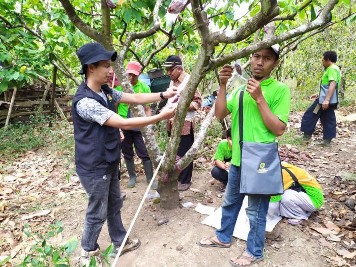 Pengendalian Hama Pbk Dengan Sarungisasi Buah Kakao