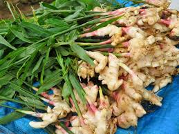 Budidaya Bawang Merah Teknologi TSS (True Shallot Seed)