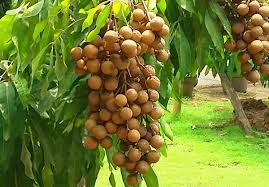 Prospek Pisang 