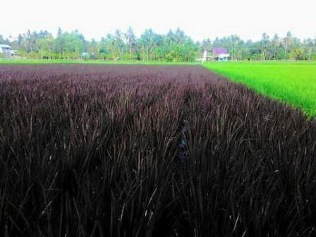 Beras Hitam Kaya Manfaat Bagi Kesehatan Tubuh