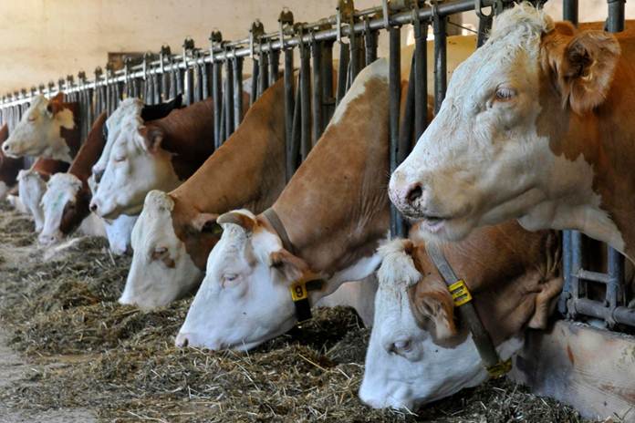 SISTEM SEMI INTENSIF BETERNAK AYAM KAMPUNG SUPER (JOPER)